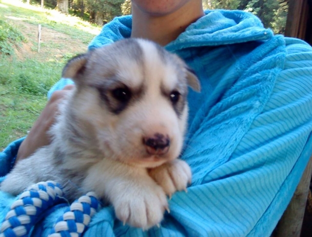  A future sled dog